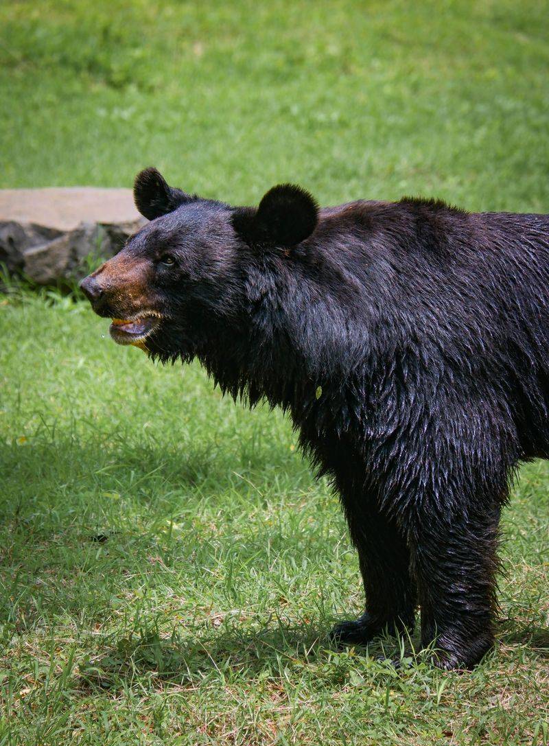 Where Alabama Bears Are Popping Up Now Where Alabama Bears Are Popping Up Now