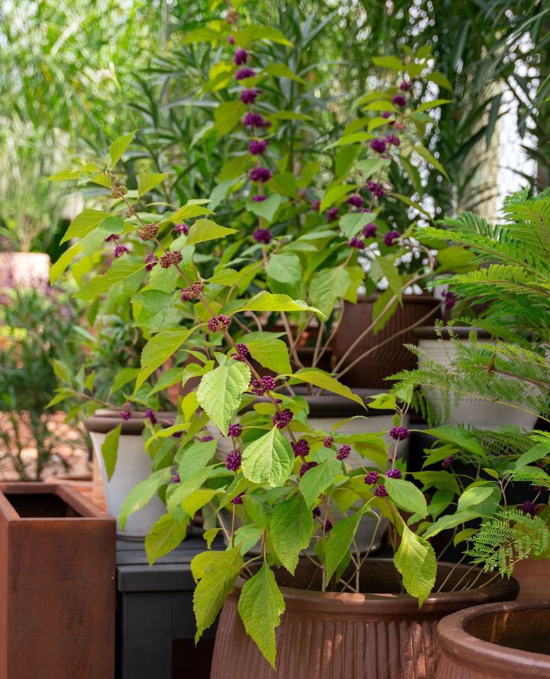 Where American Beautyberry Grows Best