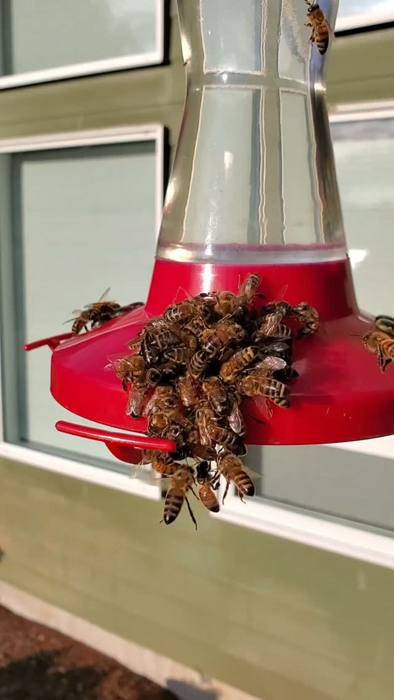 Where Ants And Wasps Are Difficult To Control