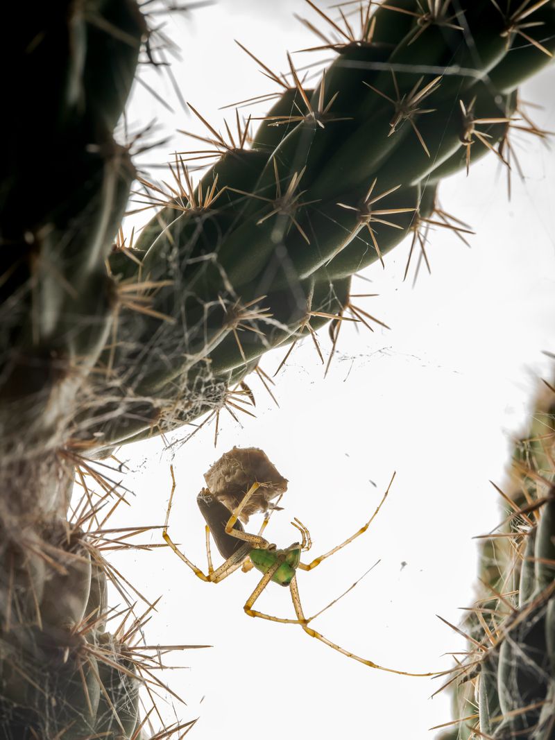 Where Arizona Homeowners Should Leave Webs Where Arizona Homeowners Should Leave Webs