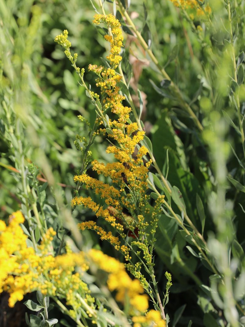 Where Goldenrod Grows Across Texas Where Goldenrod Grows Across Texas