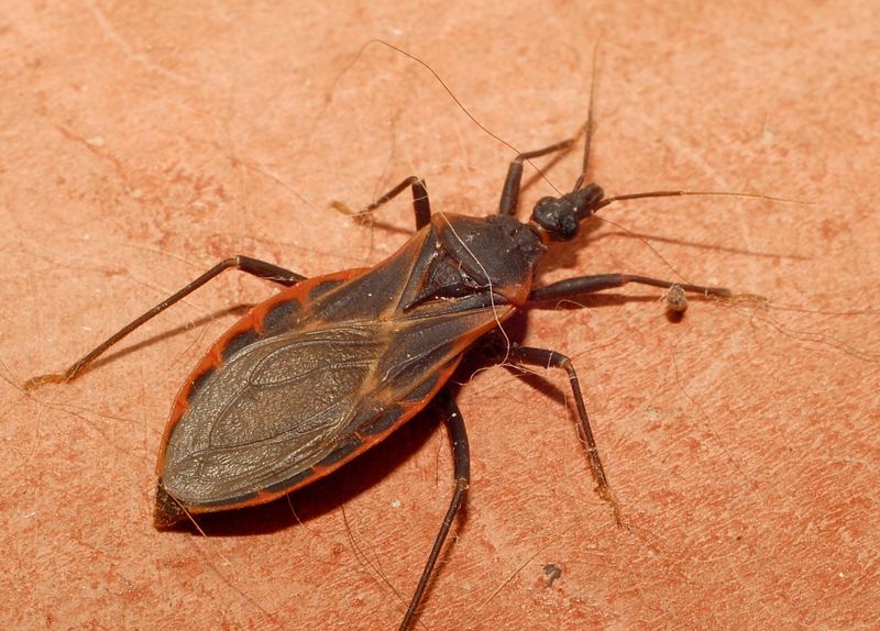 Where Kissing Bugs Hide Around Colorado Properties