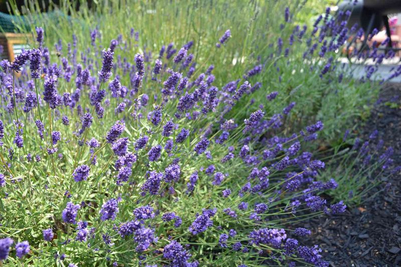 Where Lavender Works Best In A Pennsylvania Garden Where Lavender Works Best In A Pennsylvania Garden