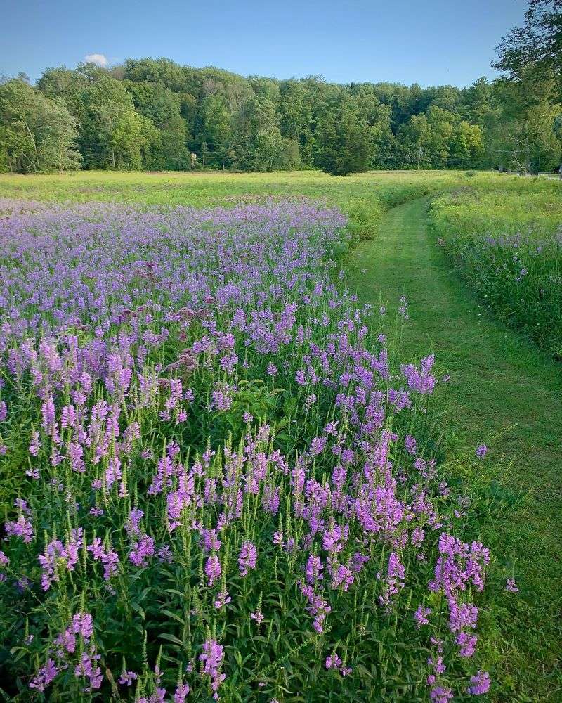 Where Obedient Plant Works Best In Pennsylvania Gardens