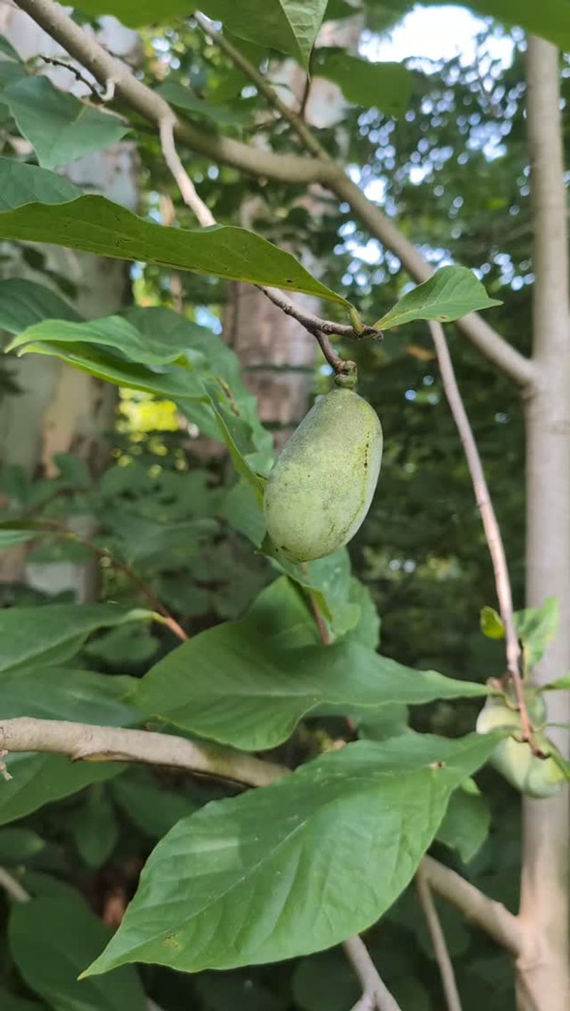 Where Pawpaws Grow Naturally In Texas Where Pawpaws Grow Naturally In Texas