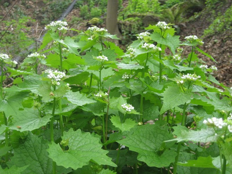 Where Pennsylvania Gardeners Often Find It