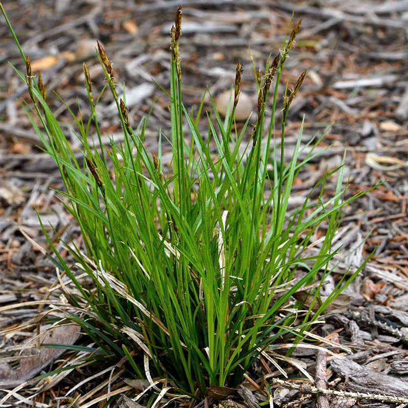 Where Pennsylvania Sedge Grows Best