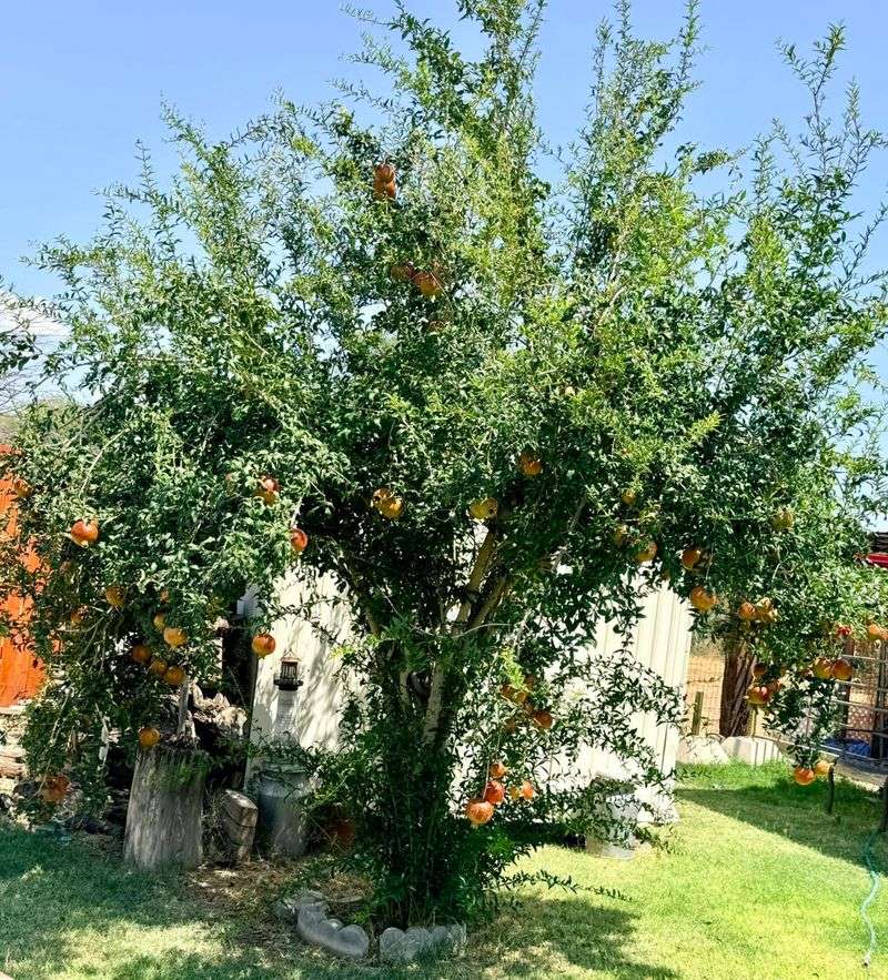 Where Pomegranates Grow Best In North Carolina Where Pomegranates Grow Best In North Carolina