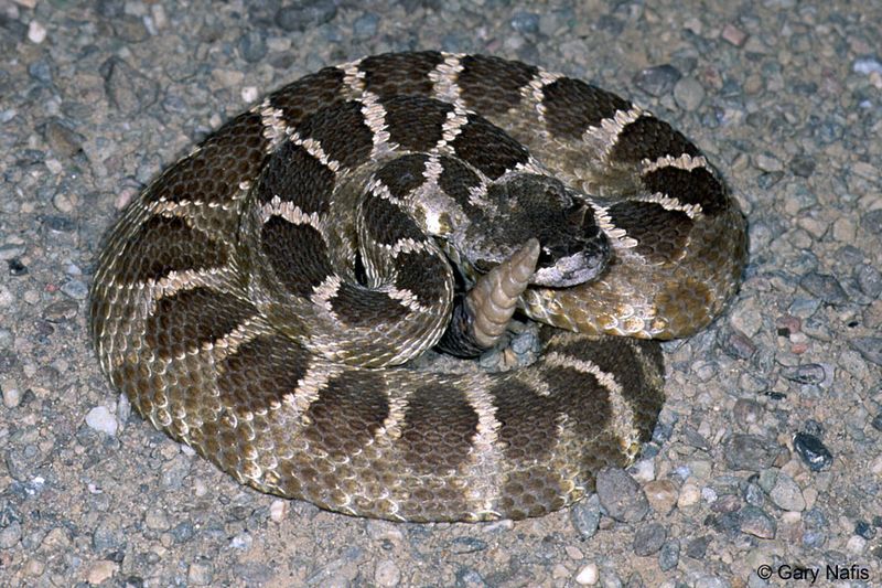 Where Rattlesnakes Hang Out In Early Fall Where Rattlesnakes Hang Out In Early Fall