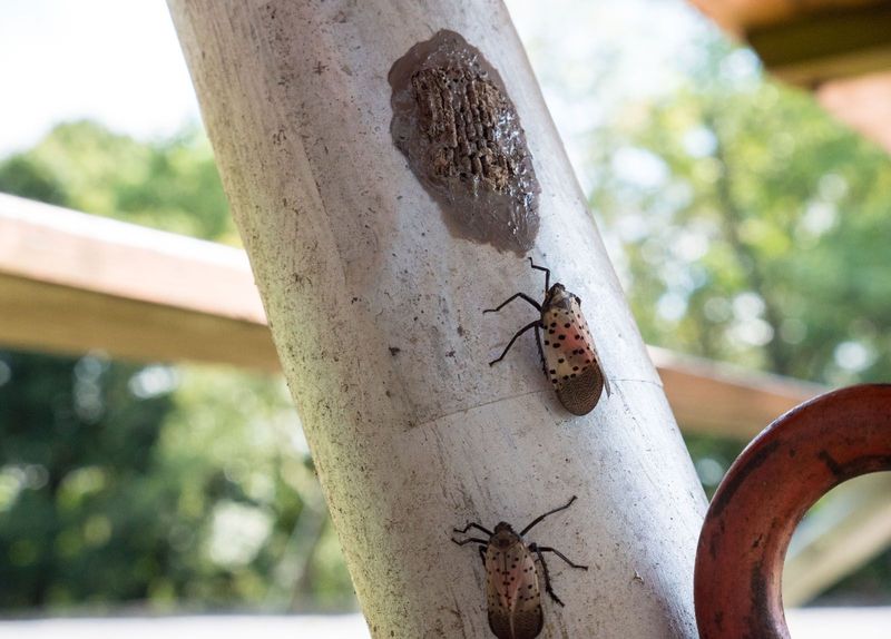 Where The Coating Shows Up Around Your Property Where The Coating Shows Up Around Your Property