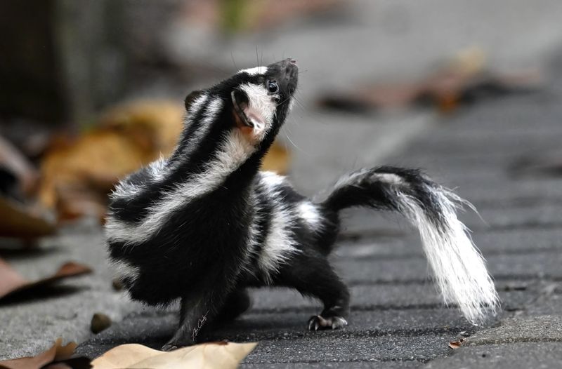 Where The Little Skunk Might Be Hiding