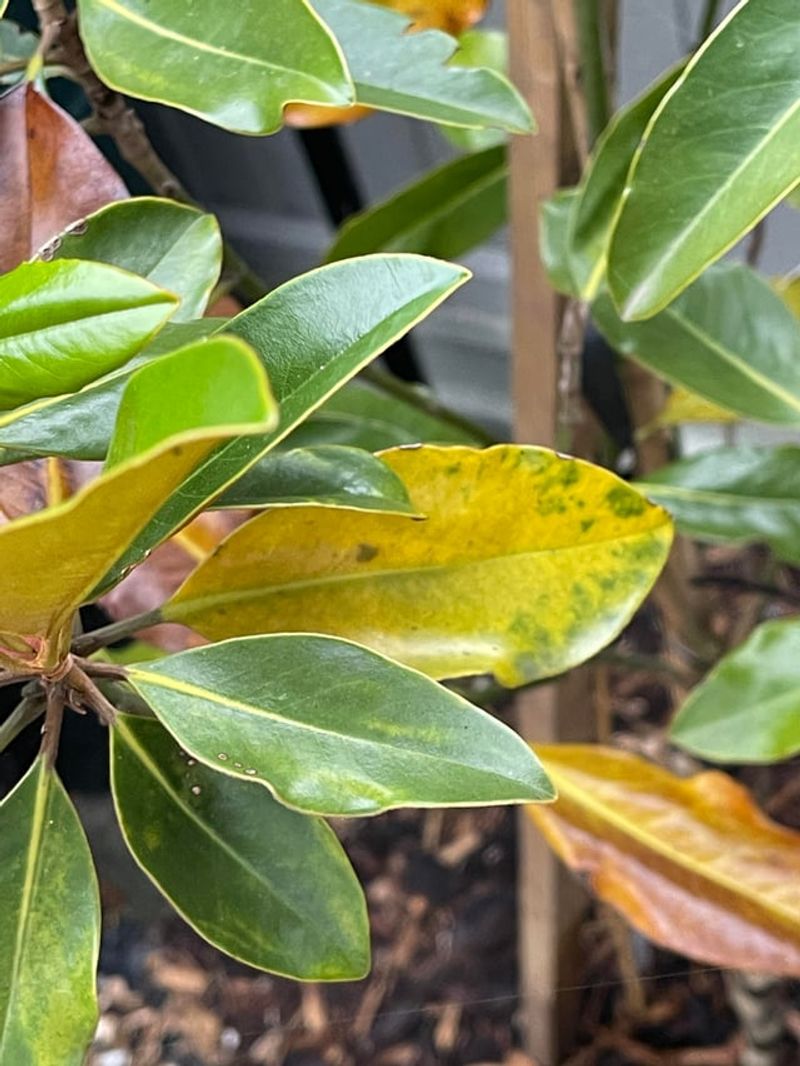 Where The Yellowing Appears Offers An Important Clue Where The Yellowing Appears Offers An Important Clue