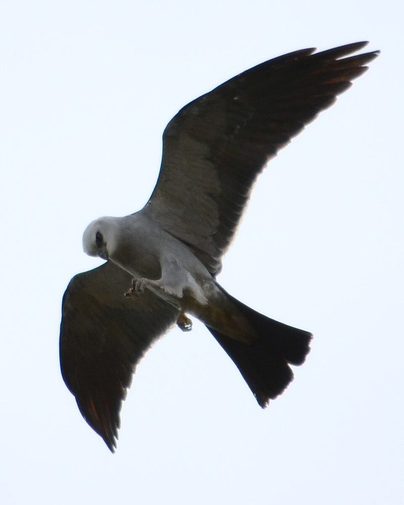 Where To Catch A Late September Kite