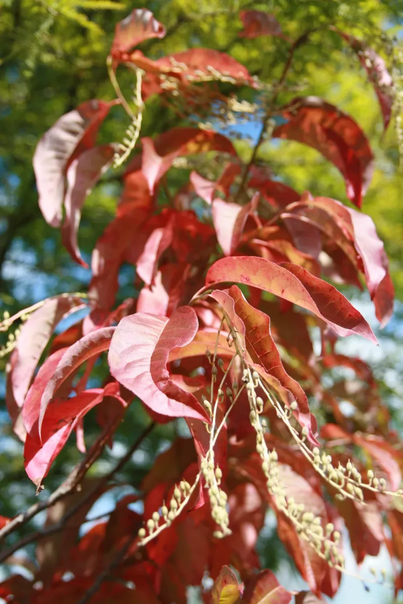 Where To Catch The First Blush Across The State