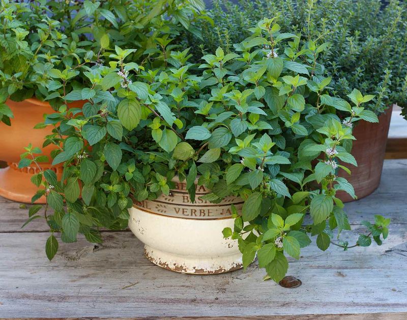 Where To Place Spearmint Around A Texas Porch