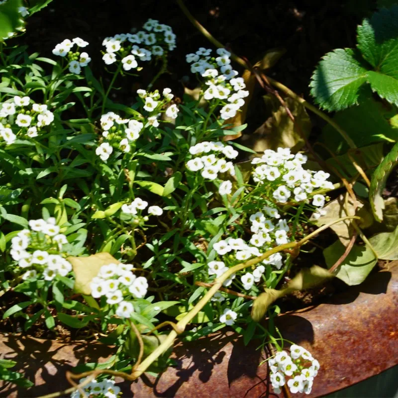 Where To Plant It For Best Results Where To Plant It For Best Results