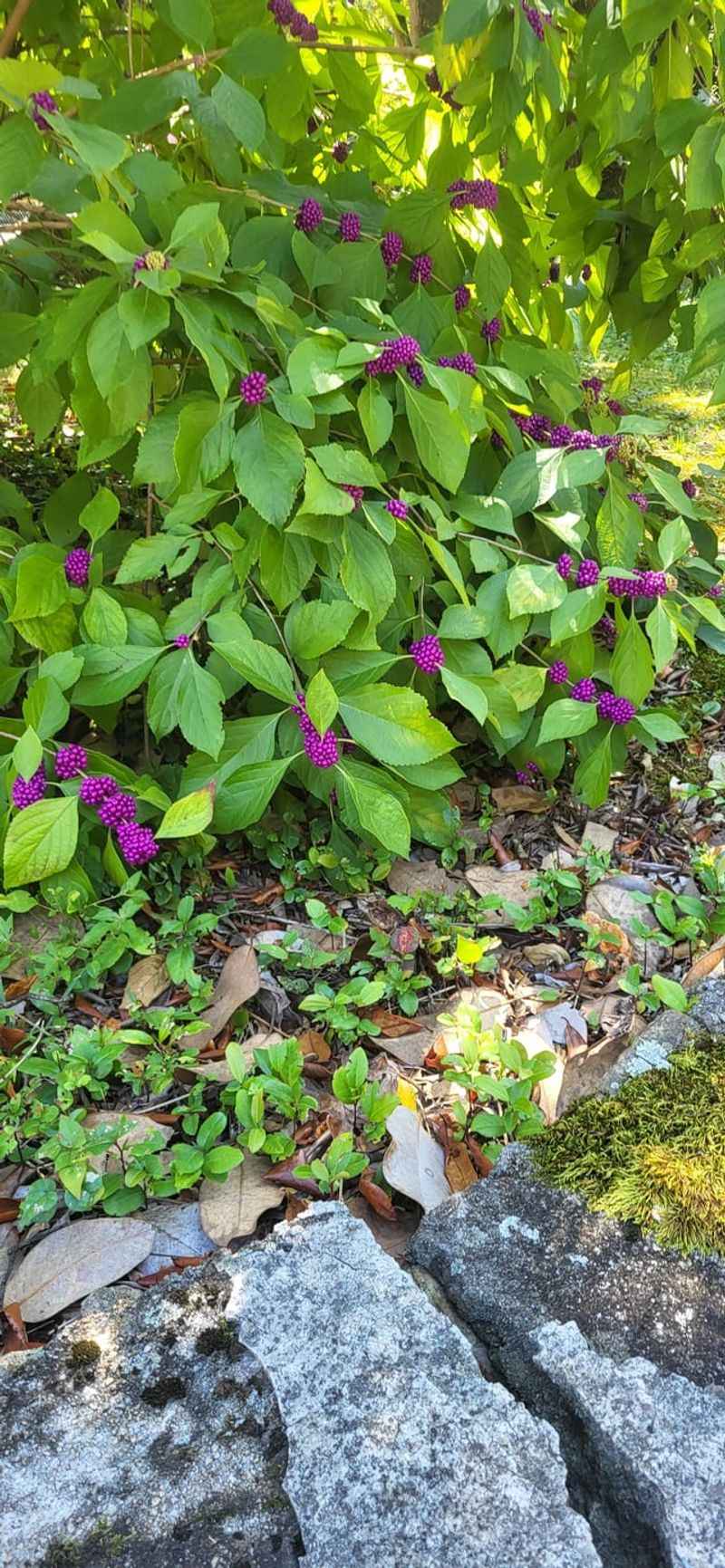 Where To Plant It In A Home Landscape Where To Plant It In A Home Landscape