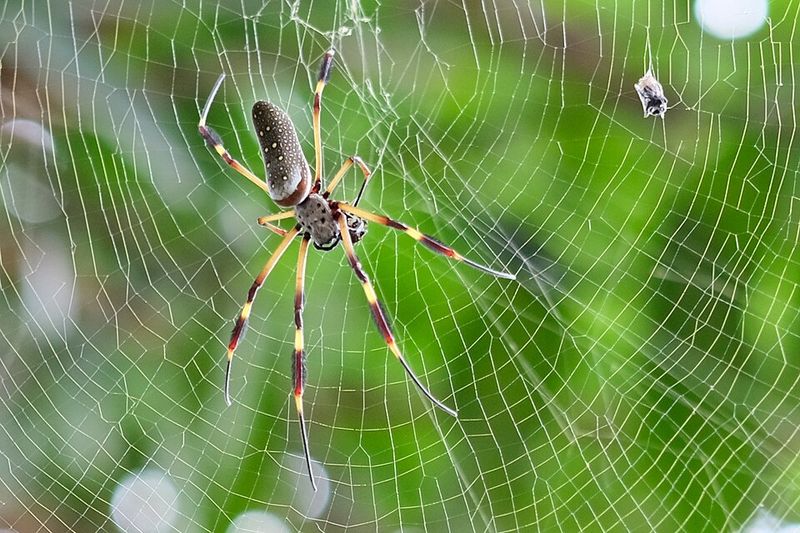 Where To Spot One And How To Photograph It
