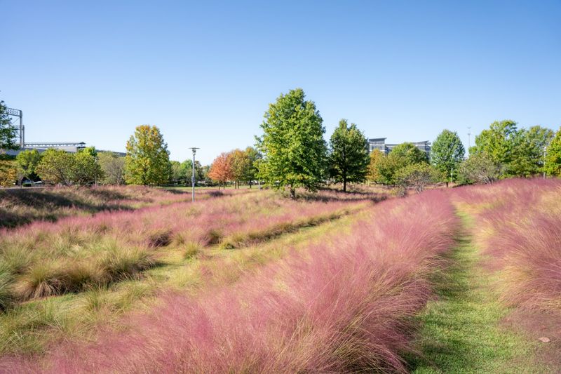 Where To Spot The Pink Clouds Around Alabama