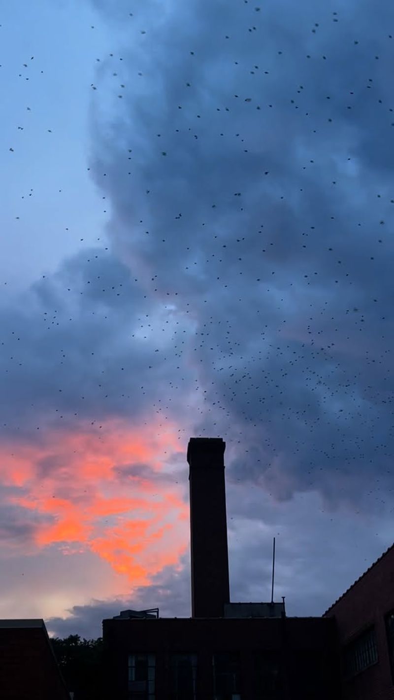 Where To Watch Roosts Across Maryland