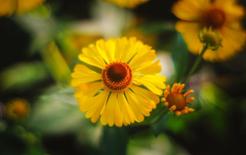 Where Virginia Sneezeweed Is Blooming Today