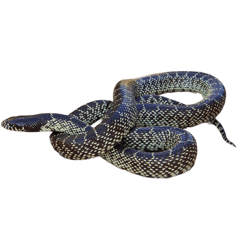 Where common kingsnakes are more often found