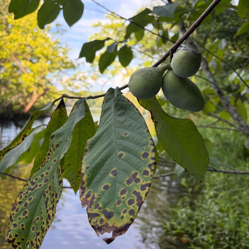 Where To Search Along Kentucky Creeks And Trails