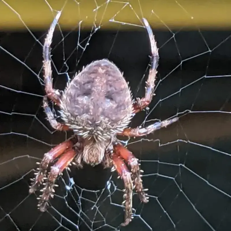 Which Arizona Spiders May Earn a Pass? Which Arizona Spiders May Earn a Pass?