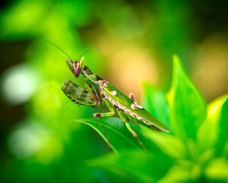 Which Mantis Species You Are Likely Finding Which Mantis Species You Are Likely Finding
