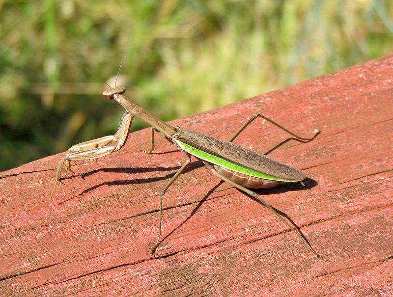 Which Of Ohio's Three Mantises Left It Behind