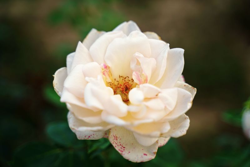Which Pale Blooms Take The Hardest Hits Which Pale Blooms Take The Hardest Hits