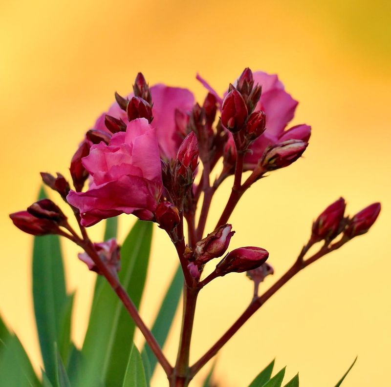 Which Parts Of Oleander Are Poisonous Which Parts Of Oleander Are Poisonous