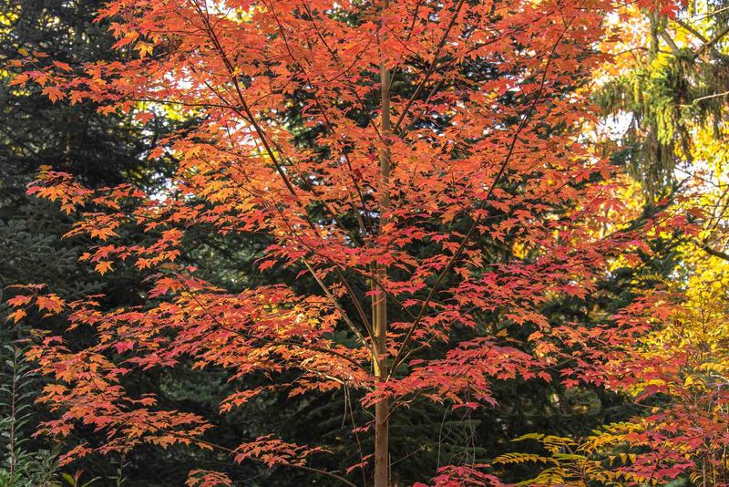 Which Trees Actually Handle Fall Planting Which Trees Actually Handle Fall Planting