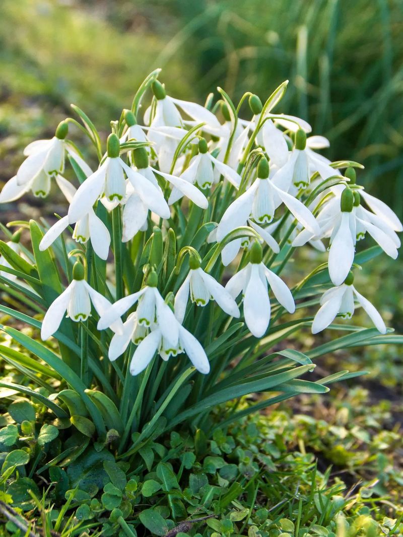 Which Wisconsin Bulbs Flower Earliest