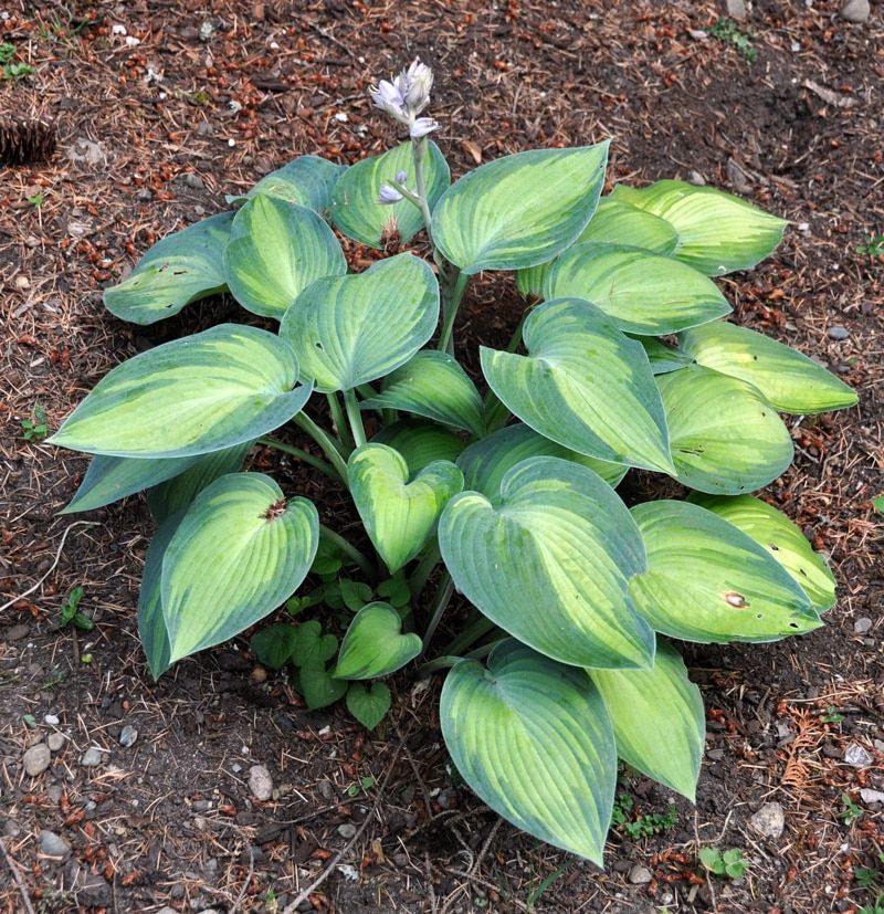 Which Wisconsin hostas deserve division? Which Wisconsin hostas deserve division?