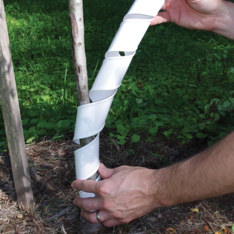 Which Wisconsin trees should receive protection first?