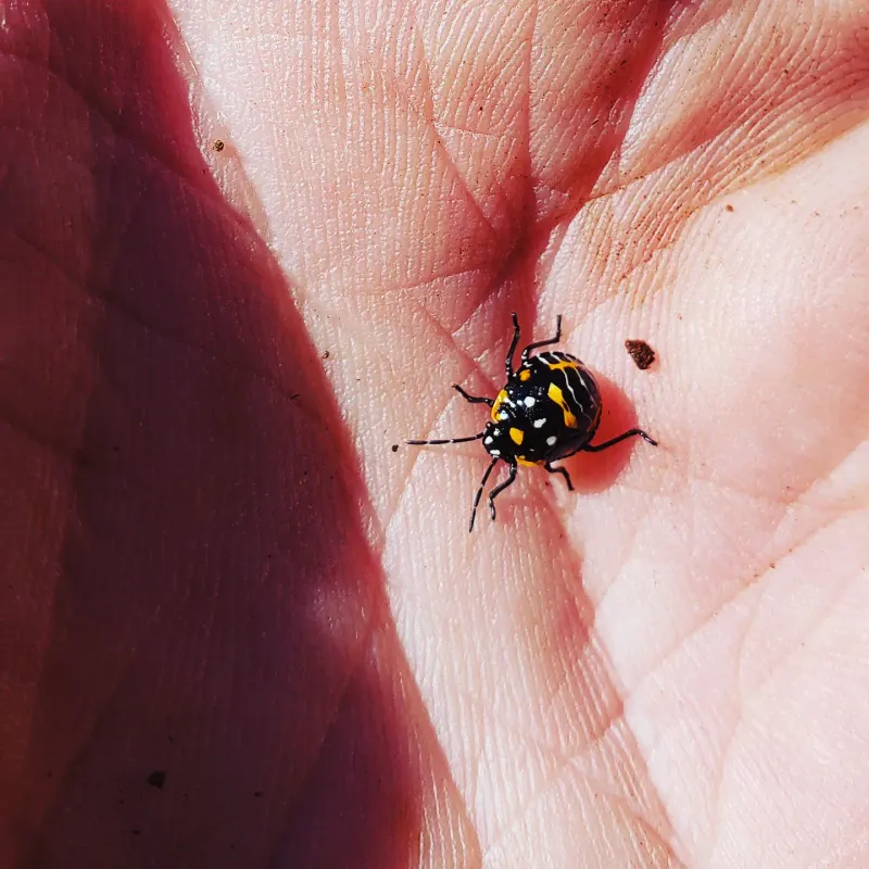 White And Yellow Blotches Signal Harlequin Bug Feeding White And Yellow Blotches Signal Harlequin Bug Feeding
