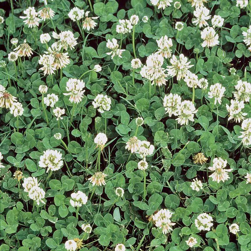 White Clover Forms A Low Living Soil Cover White Clover Forms A Low Living Soil Cover