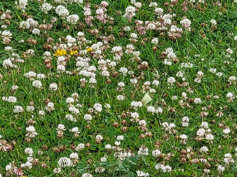 White Clover Serves Up A Buffet Line White Clover Serves Up A Buffet Line