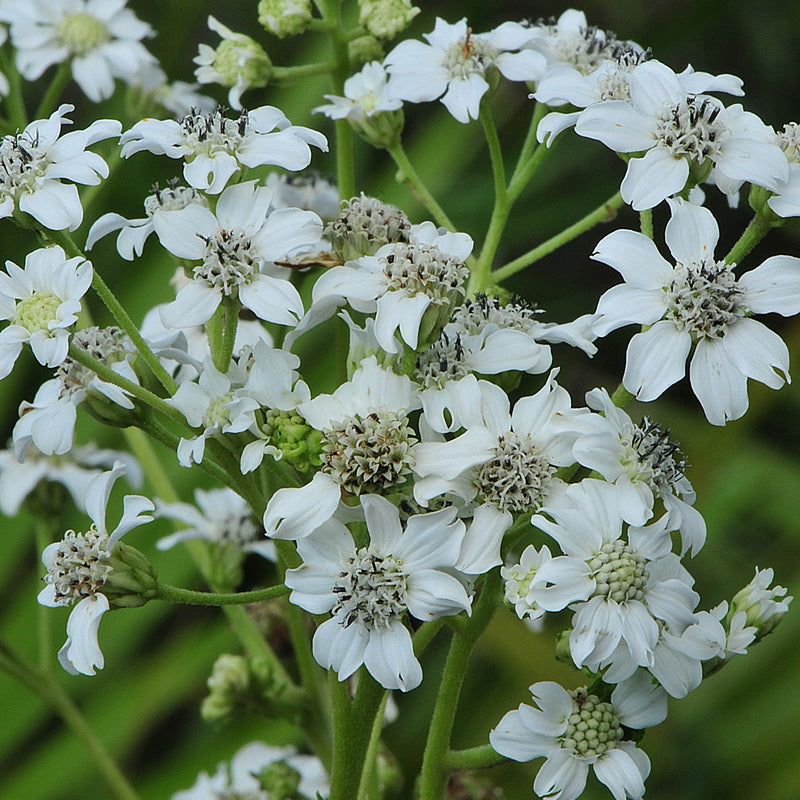 White Crownbeard Adds Airy White Blooms