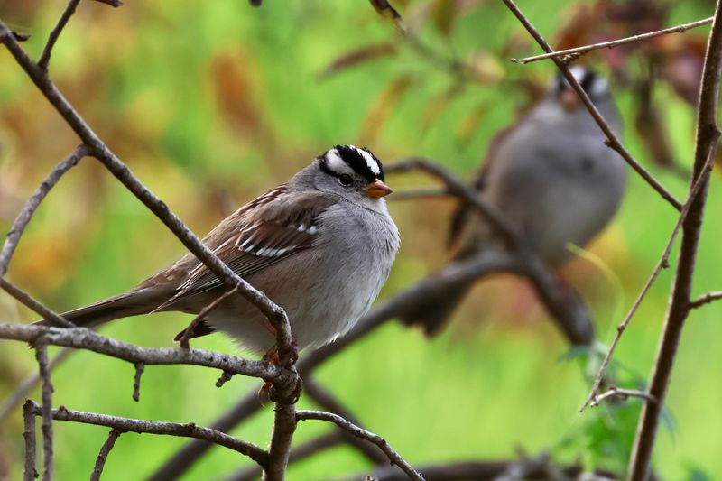 White-Crowned Sparrows Are Arriving For Winter White-Crowned Sparrows Are Arriving For Winter