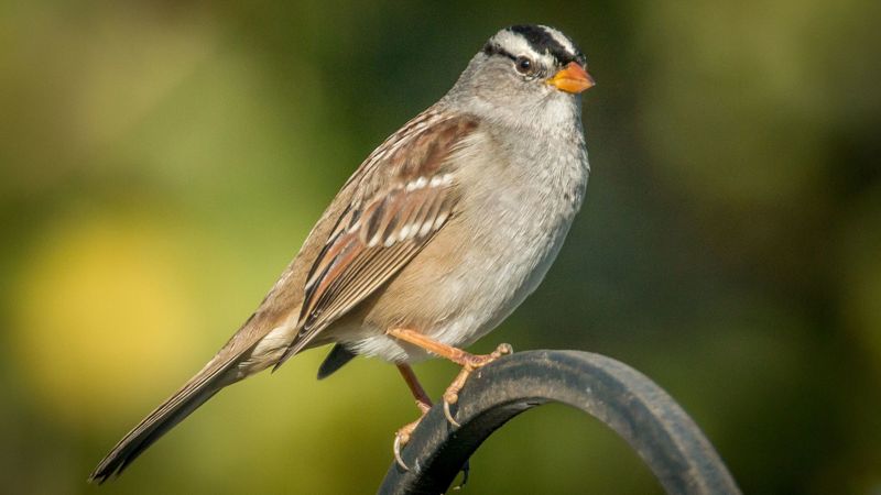 White-Crowned Sparrows Arrive As Fall Approaches