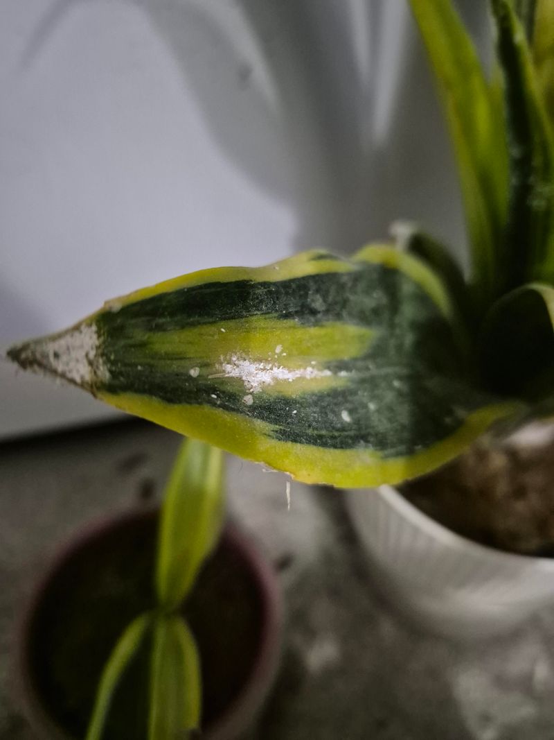 White Crust And Salt Buildup On The Surface
