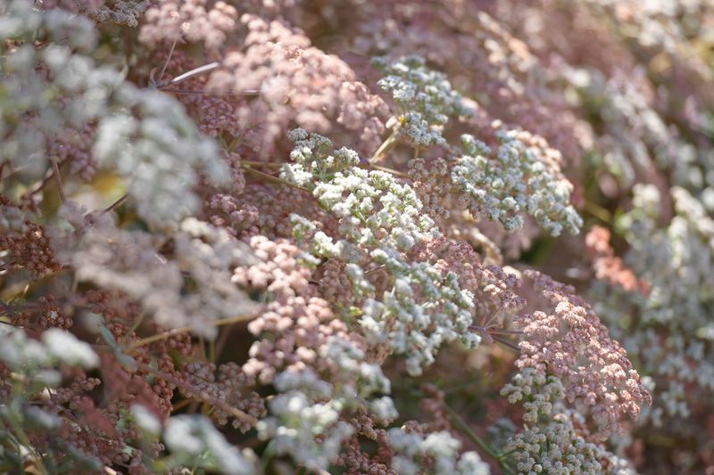 White Flowers Shift To Rust And Brown