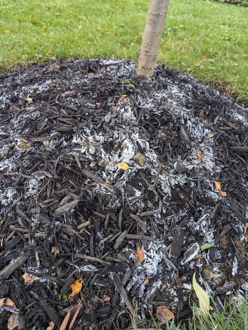 White Fungal Webbing And Matted Crusts