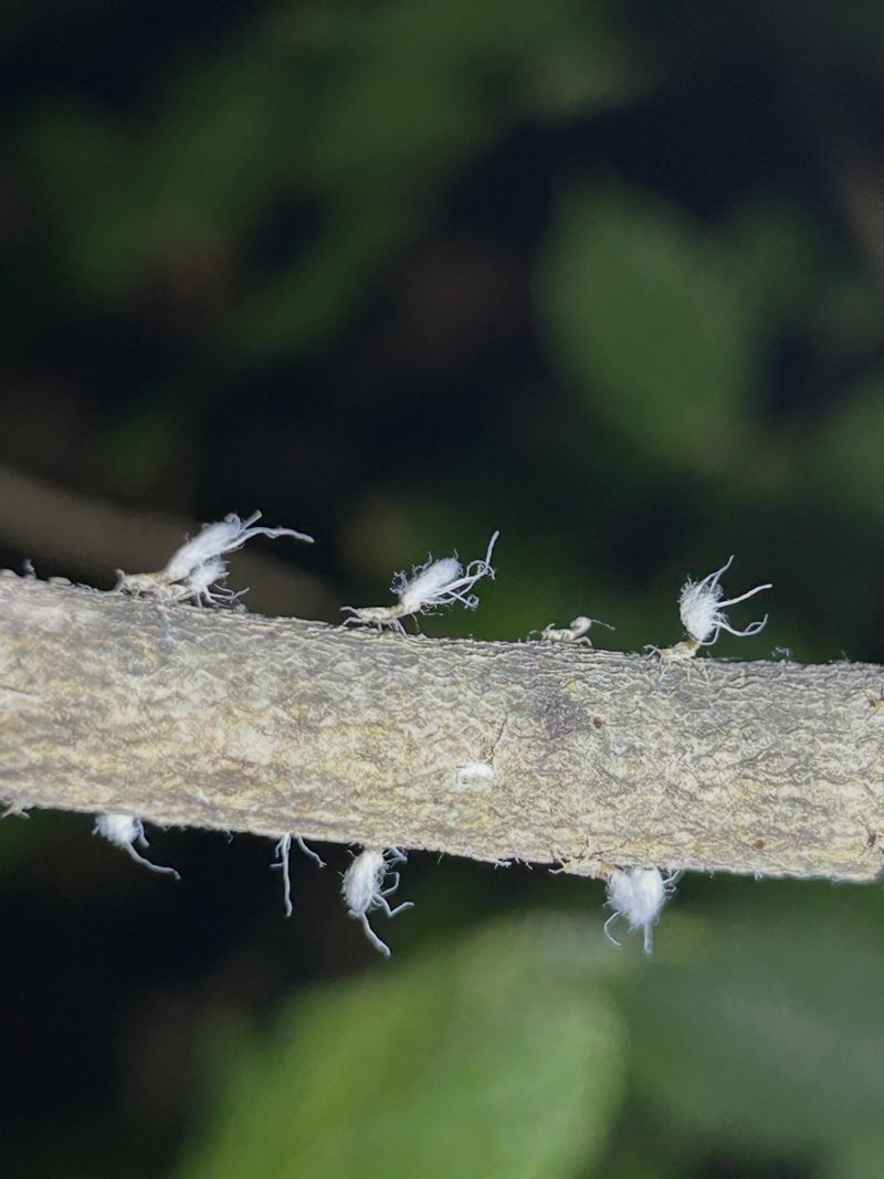 White Fuzz On Undersides Of Leaves And Twigs