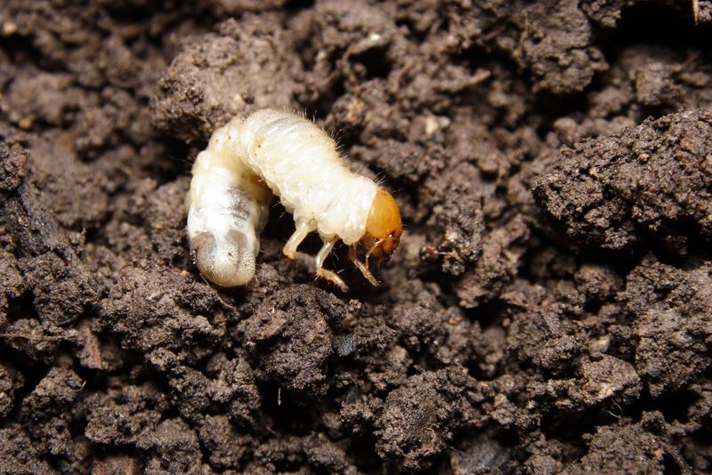 White Grubs Chewing Roots Below Ground