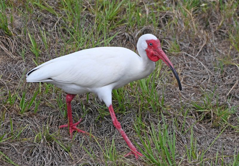 White Ibis Probe Soft Soil For Exposed Food White Ibis Probe Soft Soil For Exposed Food