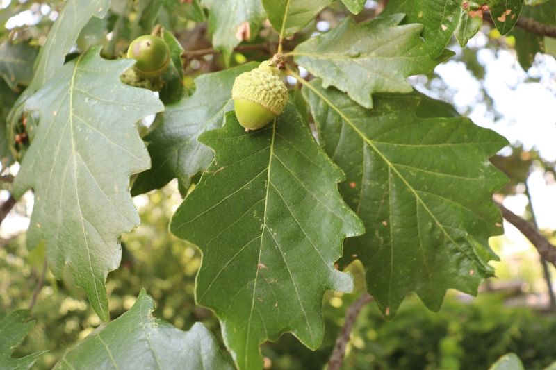 White Oak White Oak