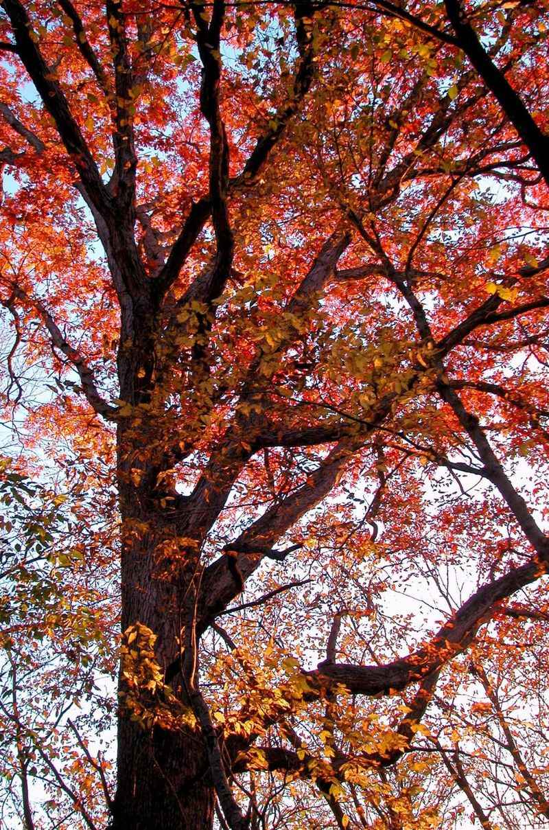 White Oak Brings Acorns And Wildlife Value